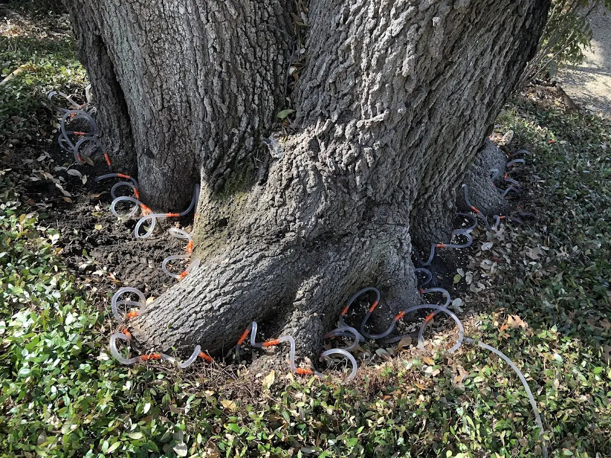 Detailed Tree Cabling and Bracing job site in Oakland Gardens