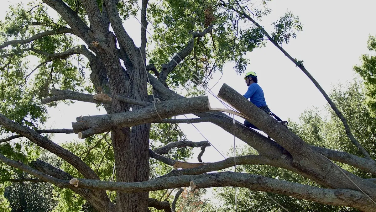 Professional Hazardous Tree Removal performed by certified arborists in Oakland Gardens