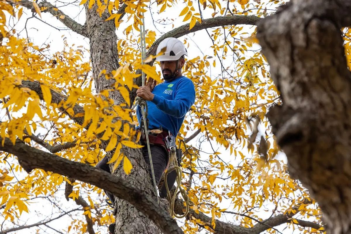 Skilled Tree Planting crew working in Oakland Gardens