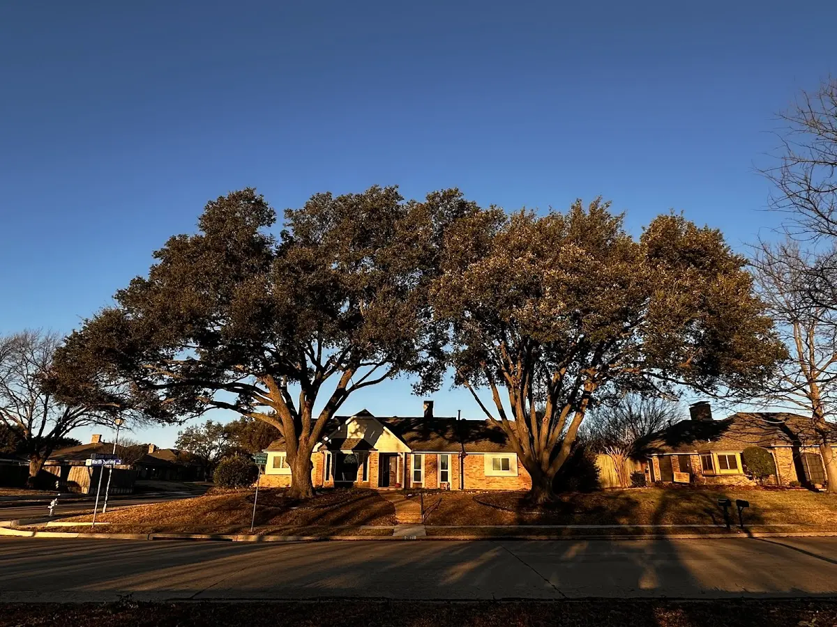 Established residential canopy tree shading a home in Oakland Gardens